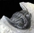 Hollardops Trilobite - Excellent Prep #40129-2